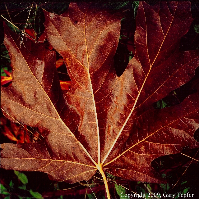 Maple leaf, Siuslaw