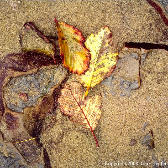 Alder Leaves, Cascade Head