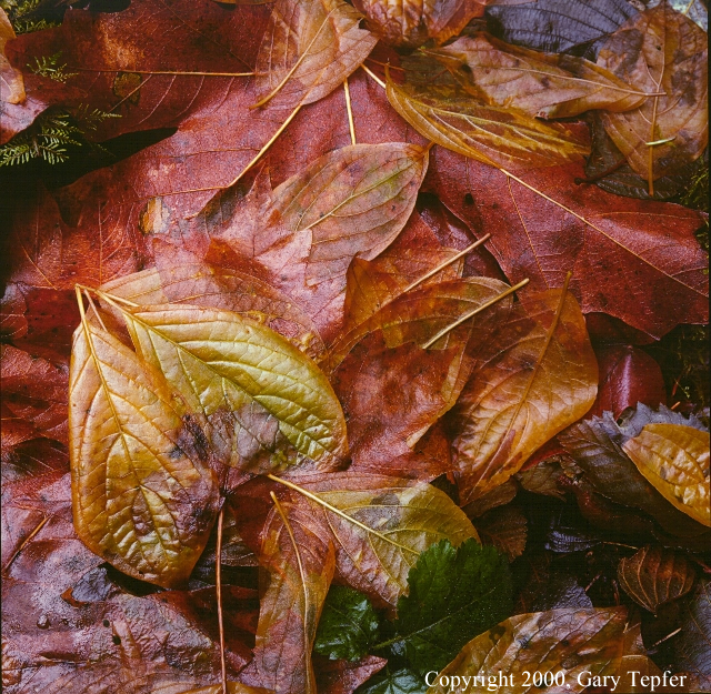 Leaves on Forest Floor, Fall Creek