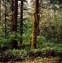 Forest at Sitka, Cascade Head