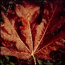 Maple leaf, Siuslaw