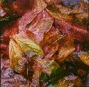 Leaves on Forest Floor, Fall Creek