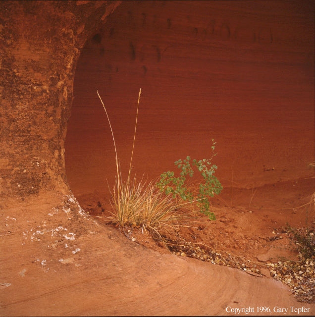 Grasses and Sandstone, Wild Cherry Canyon