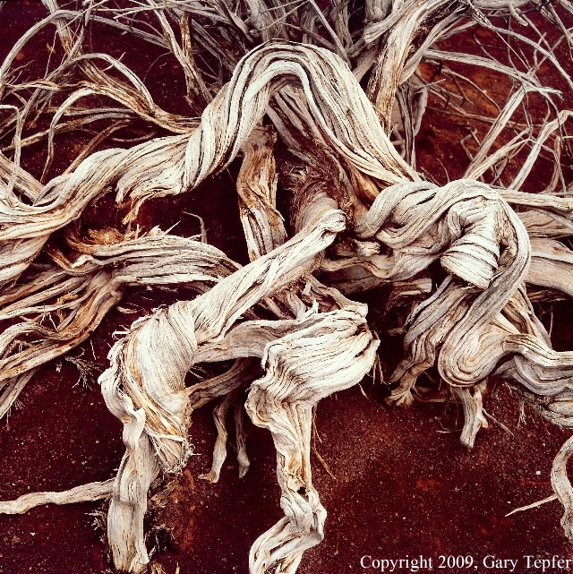 Cliffrose Root, Red Point