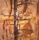 Pine Snag, Sandstone, Monument Canyon