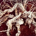 Cliffrose Root, Red Point